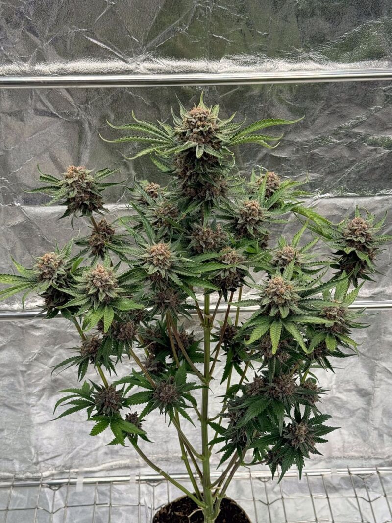 Cherry Cola Auto RF3, Фасовка: 1, изображение 3